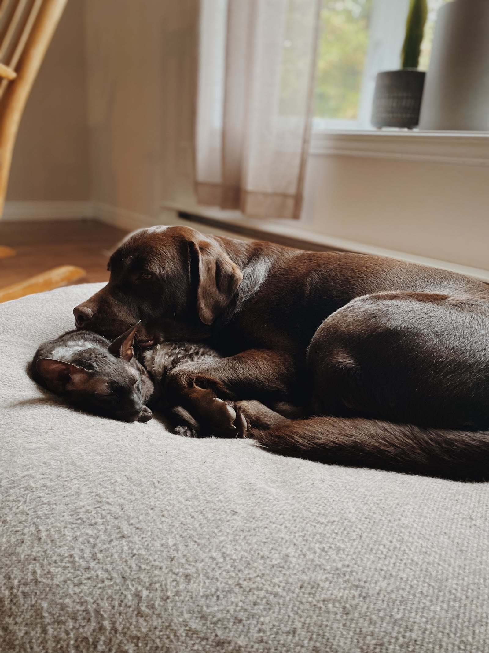 A chocolate Labrador and a cat napping peacefully together indoors in warm afternoon light