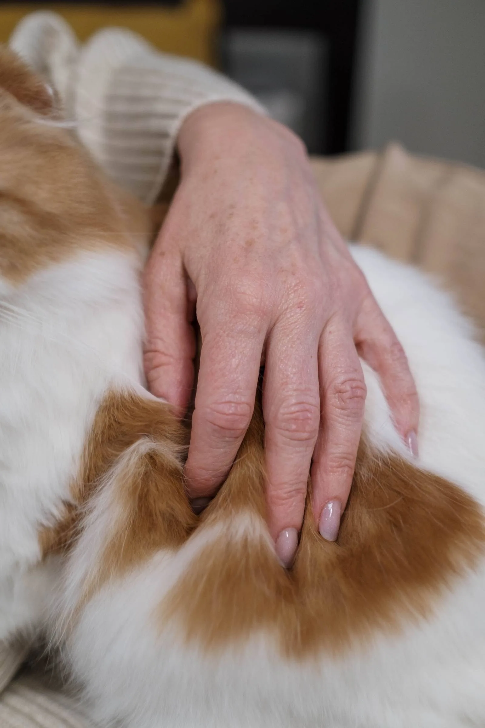 A bare hand resting gently on the side of a ginger-and-white cat