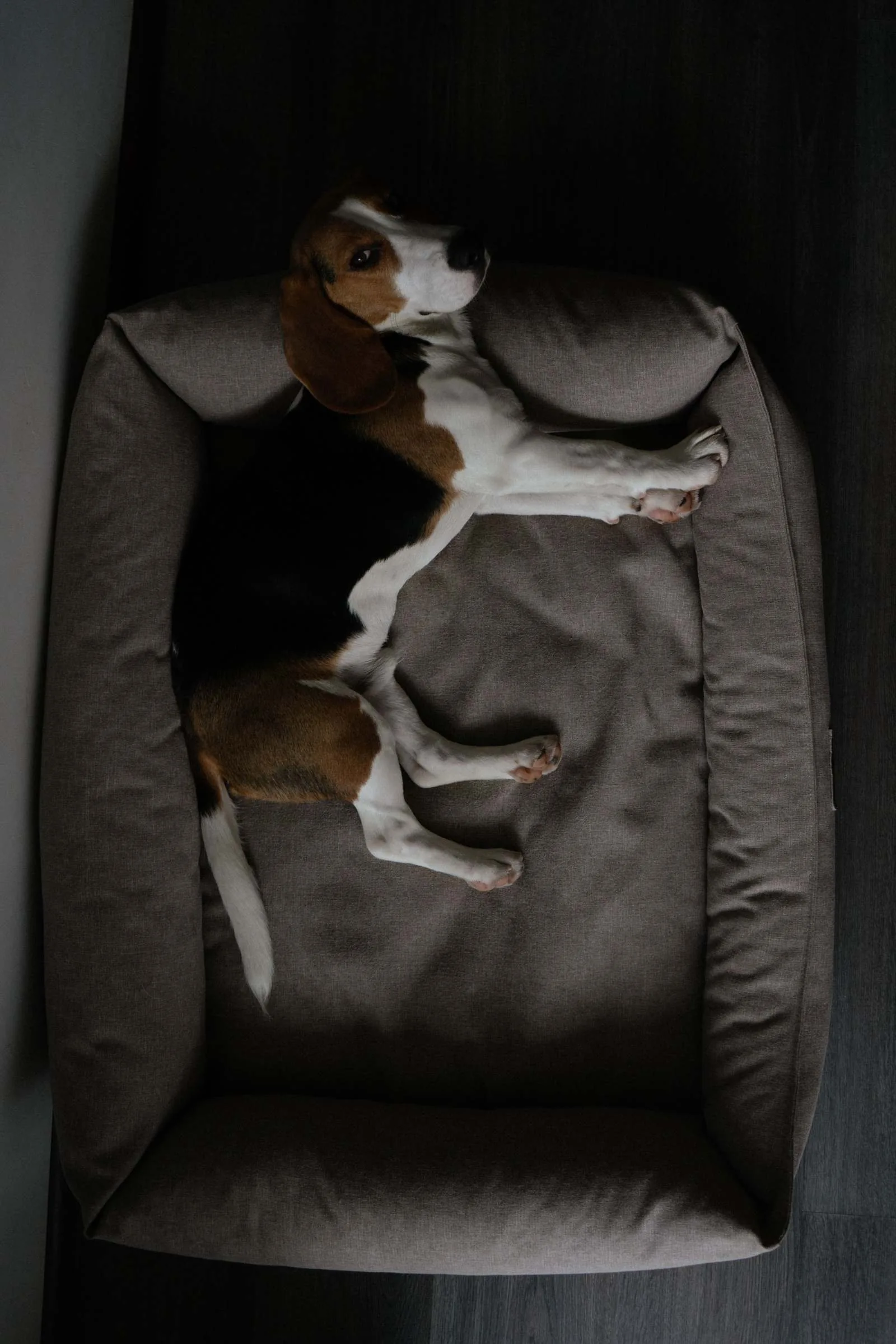 A beagle stretched out asleep in a soft bolster bed