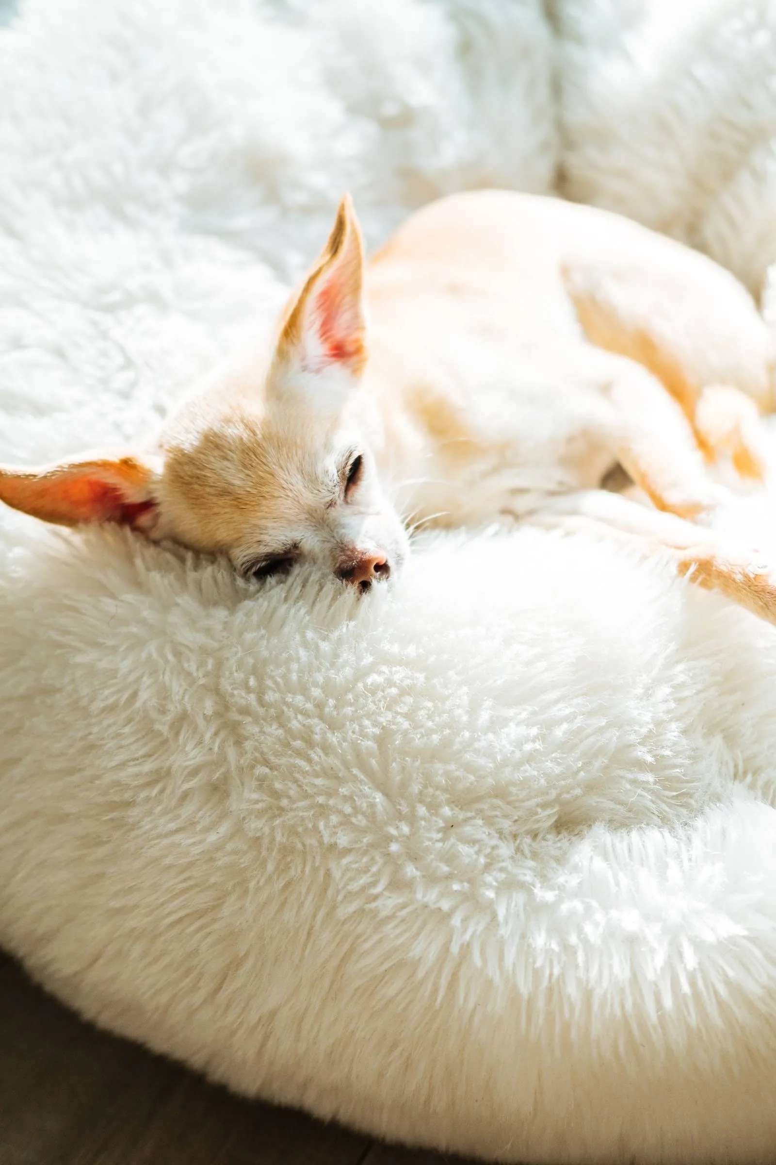 A small cream-coloured dog asleep in a soft white bed in warm daylight
