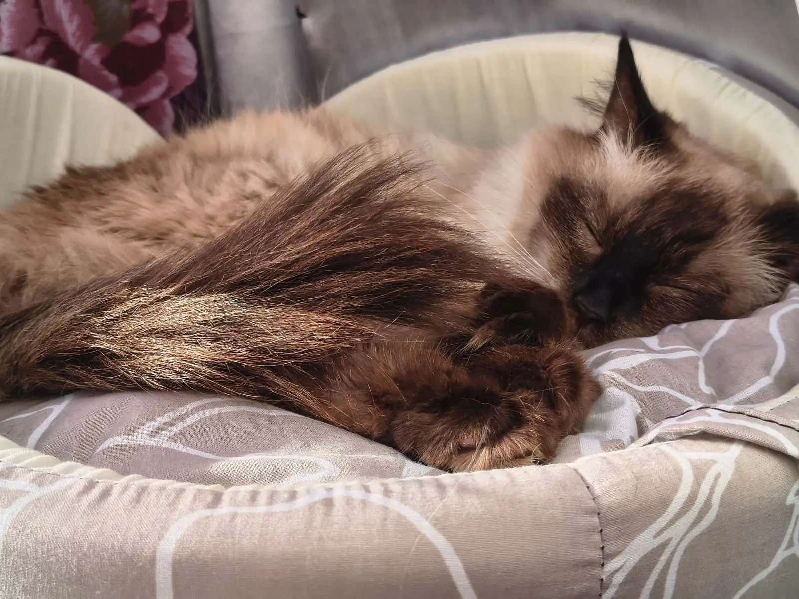 A long-haired seal-point cat curled asleep with its paws tucked in