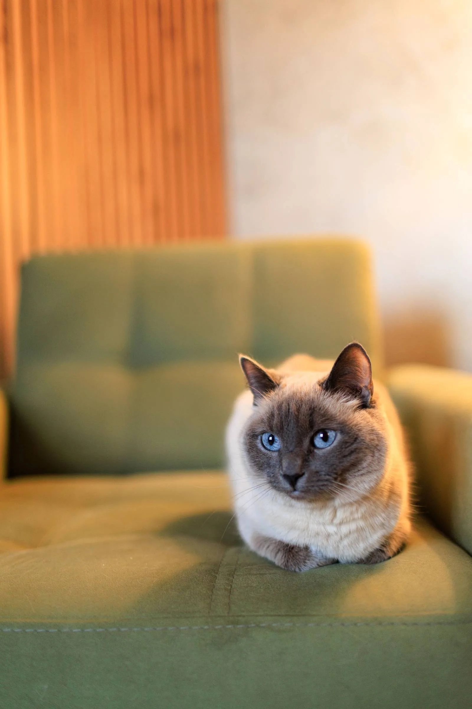 A blue-eyed Siamese cat resting on a green velvet armchair in golden light