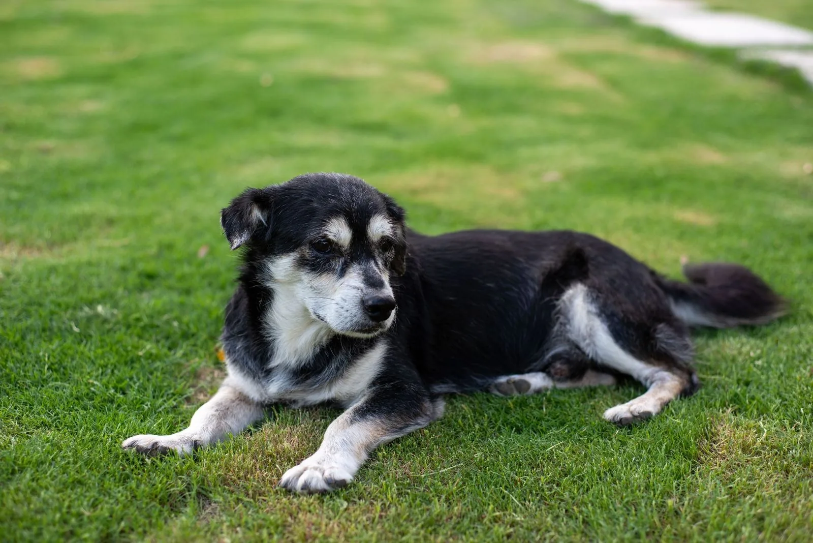 A senior black-and-white dog with a greying muzzle lying calmly on the grass