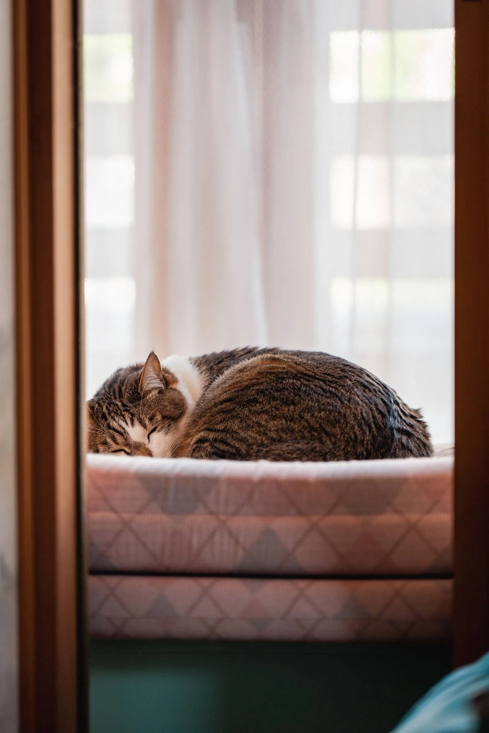 A tabby cat asleep on a soft pad beside a sheer-curtained window